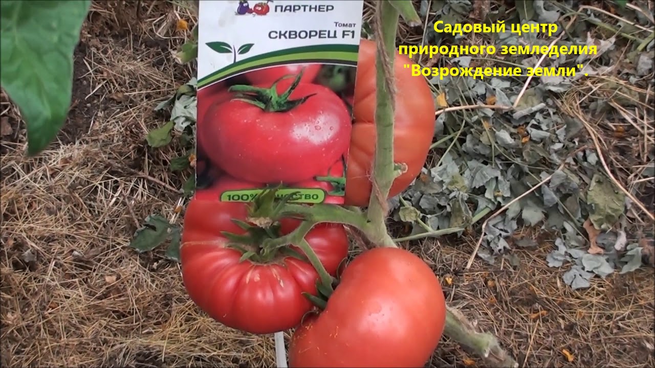 Томат третьяковский: описание и характеристика гибридного сорта, отзывы с фото