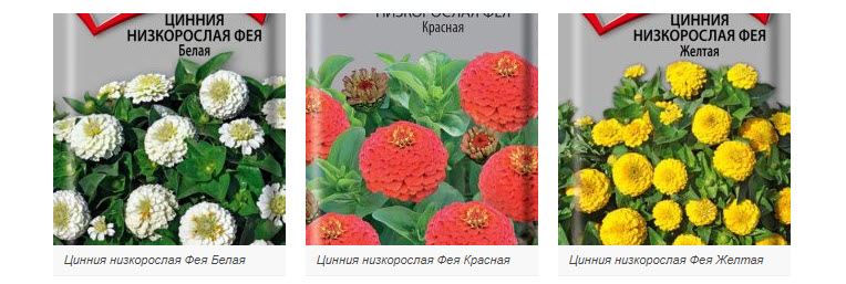Цинния: выращивание из семян, посадка и уход в открытом грунте, фото