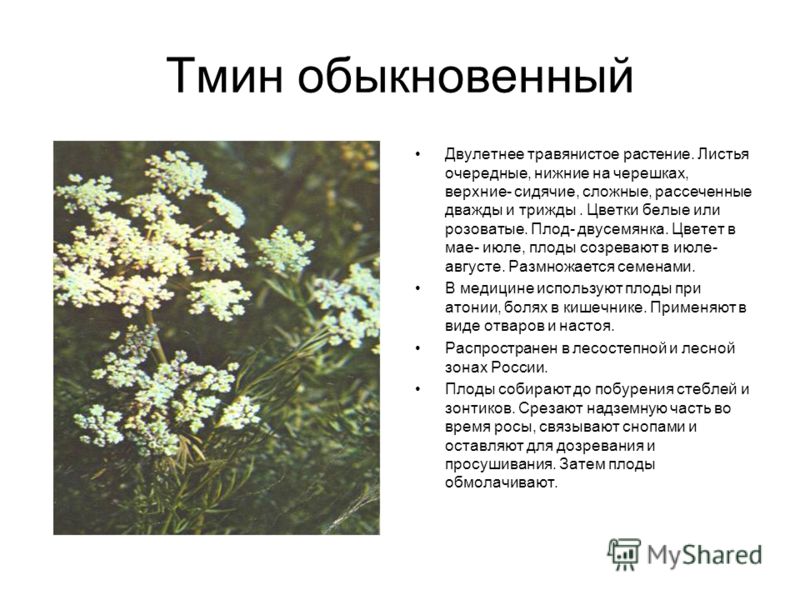 Тмин: посадка, выращивание из семян, уход в открытом грунте, на даче, описание, урожайность, размножение, способы выращивания, фото сортов, обыкновенный