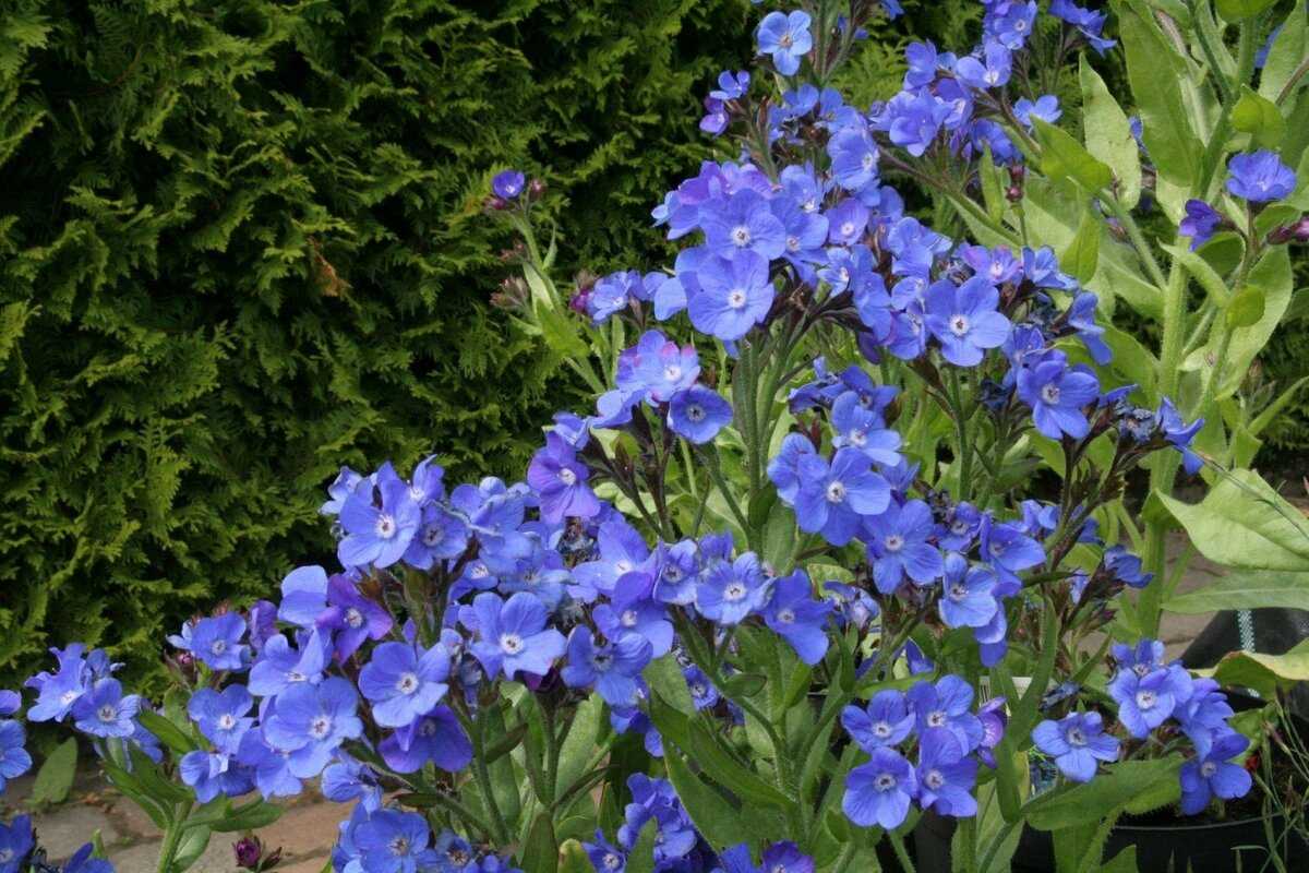Анхуза (anchusa)