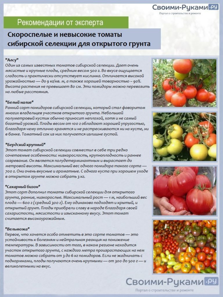 Томат голицын: характеристика и описание сорта, фото семян, отзывы тех кто сажал помидоры об их урожайности