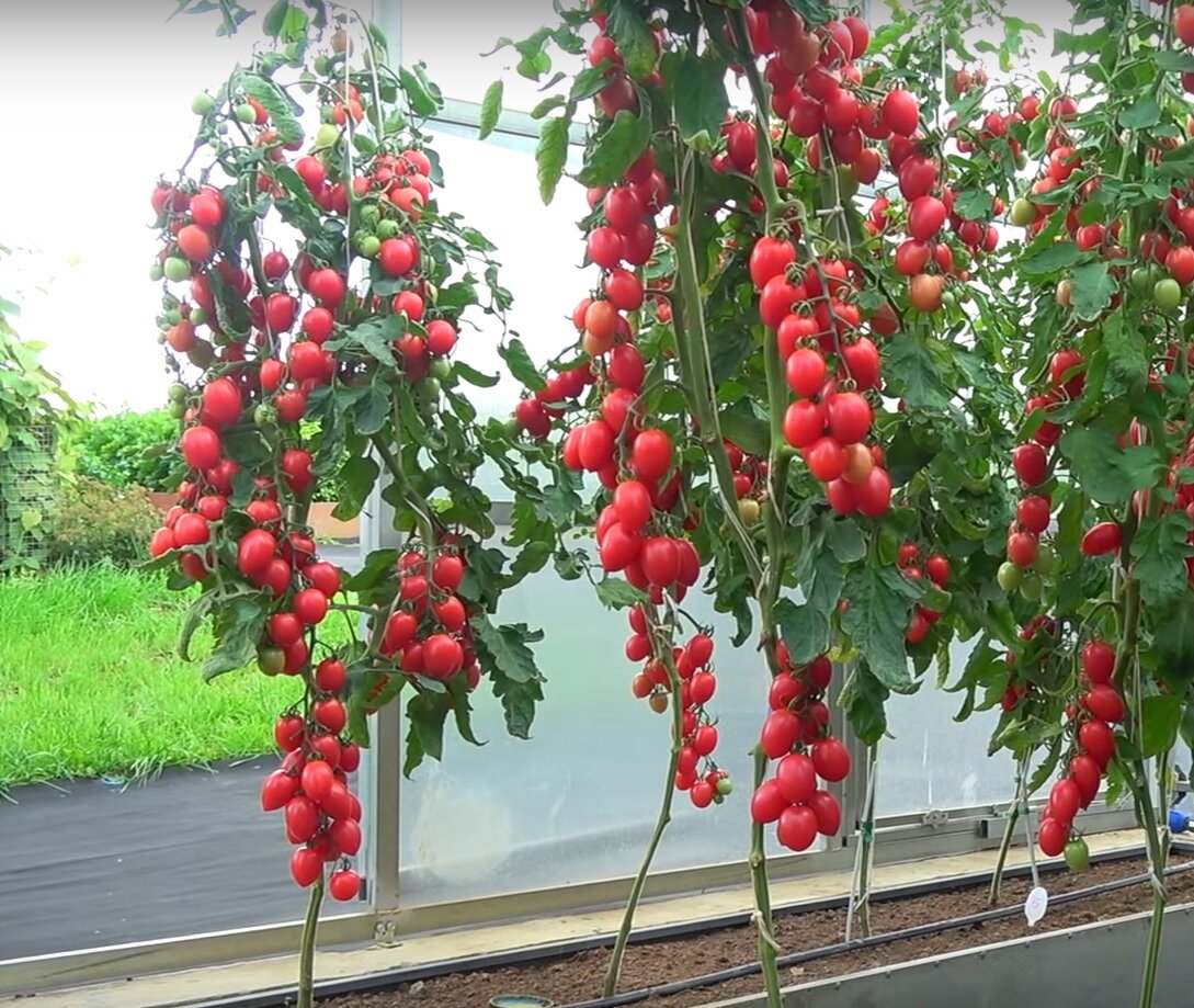 Томат малиновое пламя: описание, отзывы, фото сорта, характеристика