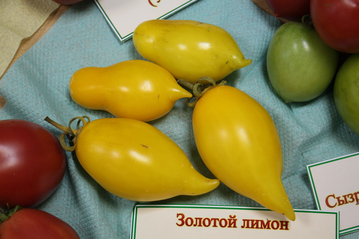 Золотой лимон томат описание характеристика сорта - у дачки