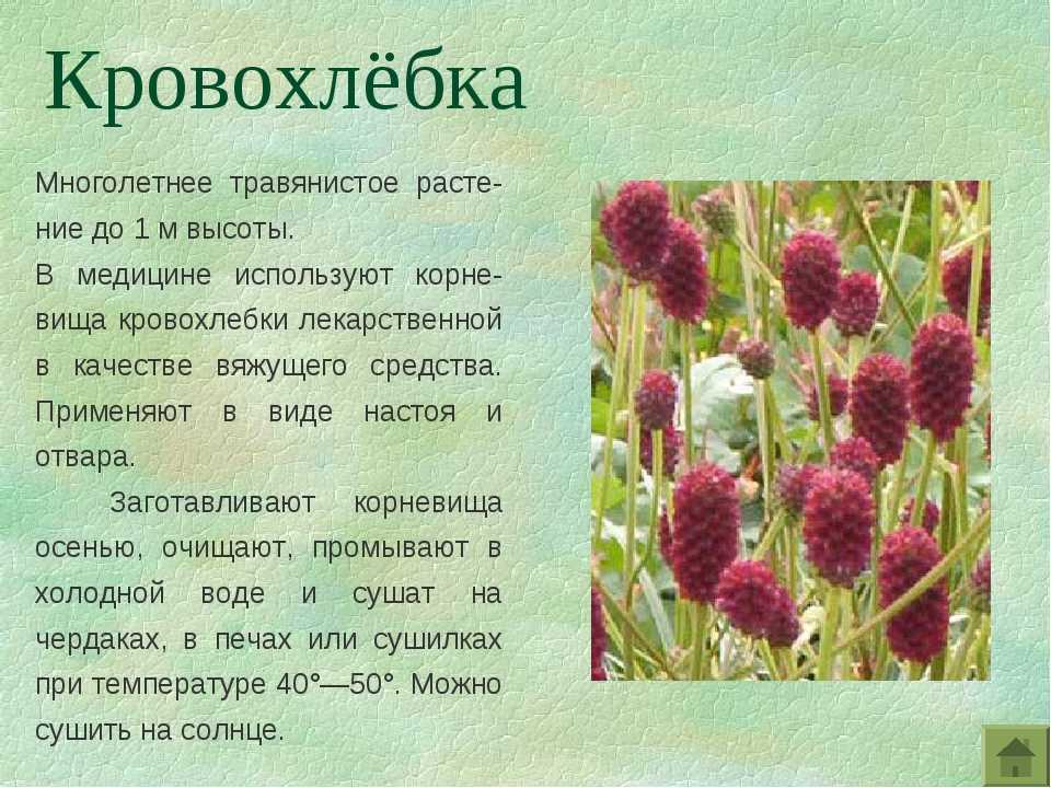 Белена черная - hyoscyamus niger - лекарственные растения | дикий дачник