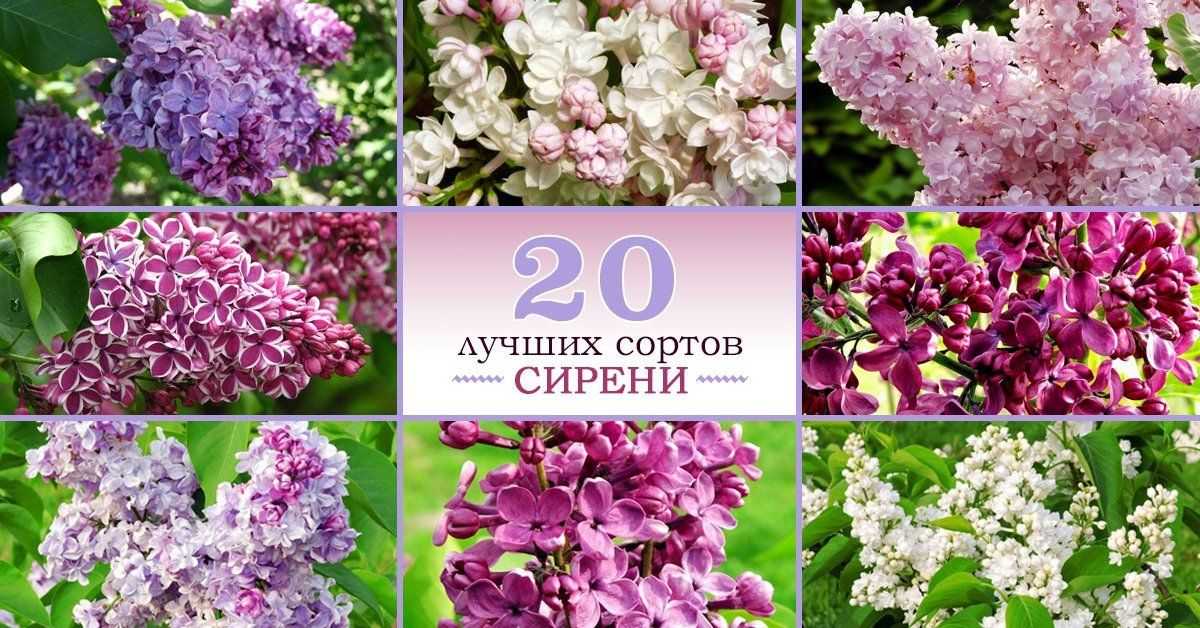 Сирень посадка и уход в открытом грунте пересадка размножение