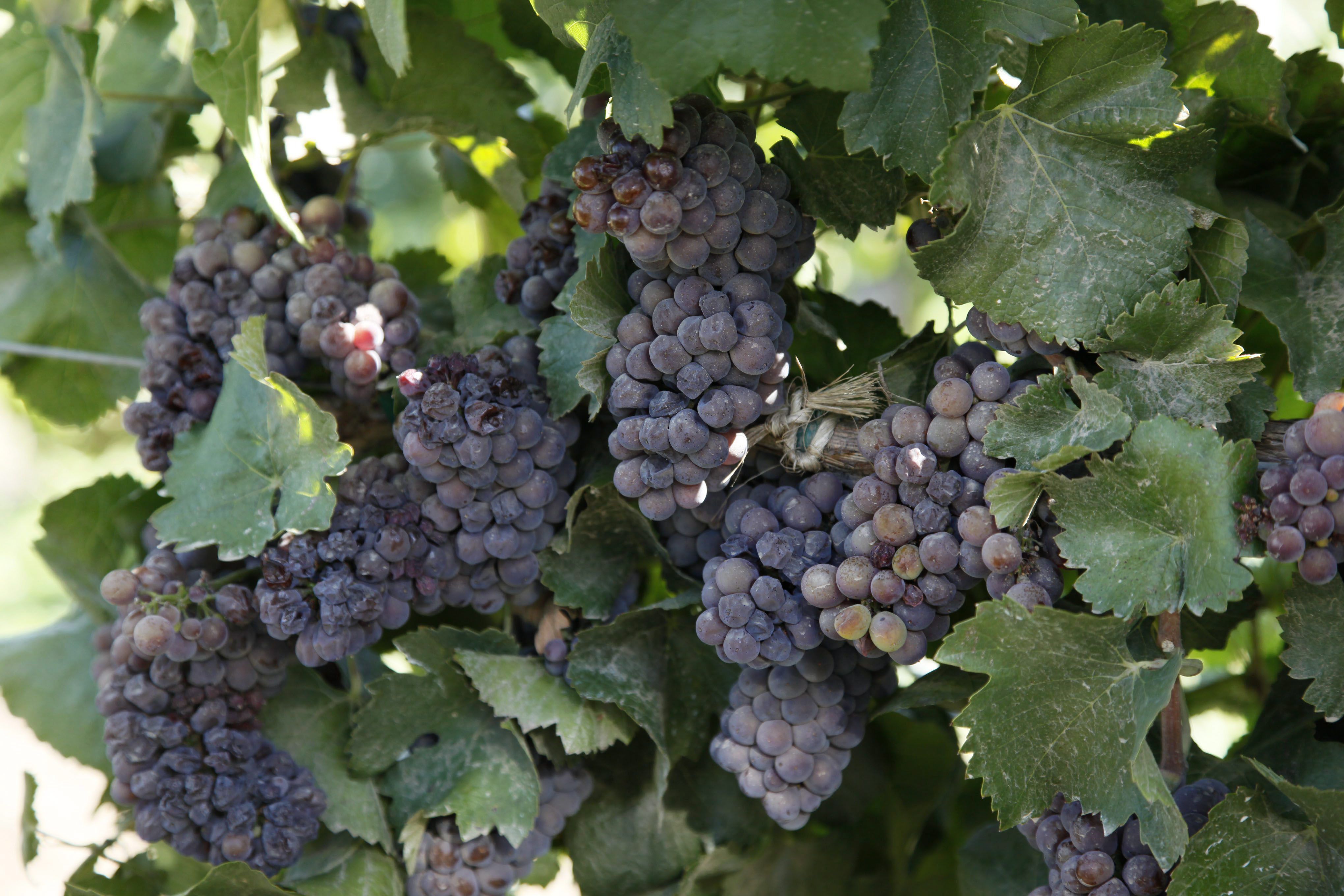 Vitis vinifera  ( pinot blanc grape ) - backyard gardener