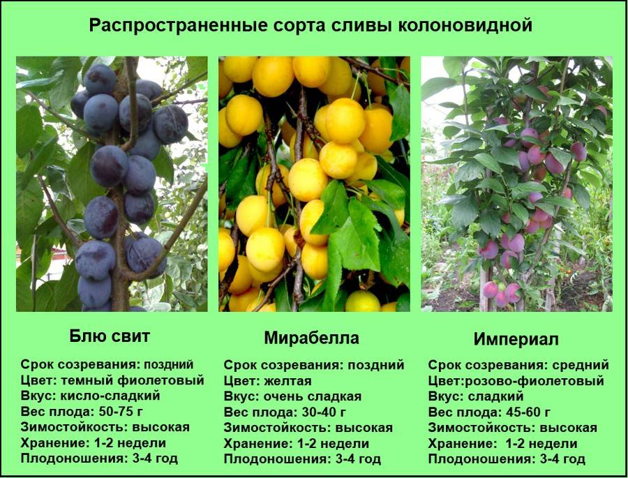 Лучшие районированные сорта жимолости для урала