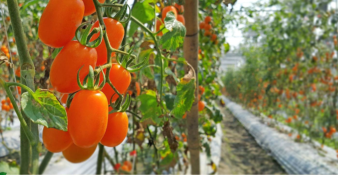 Томат золотая рыбка описание сорта, характеристика, отзывы об урожайности