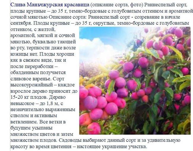 Слива китайская, сорт чернослив маньчжурский - фгбну внииспк