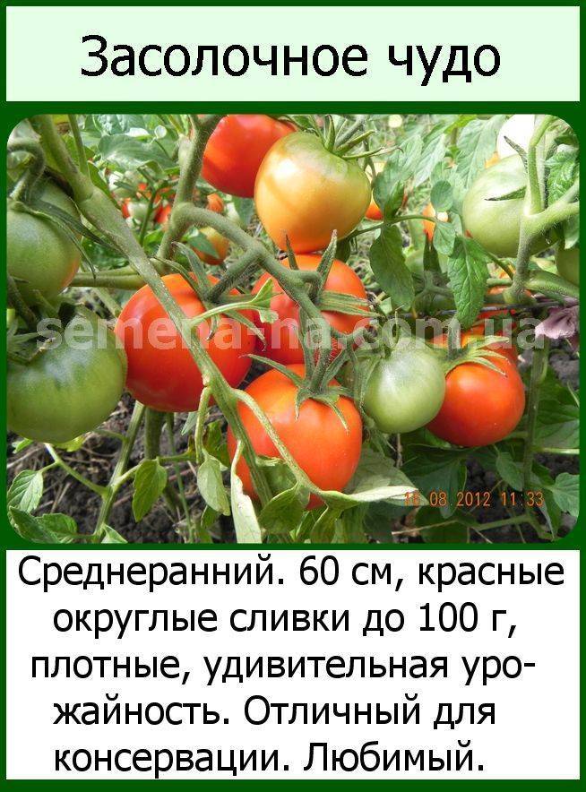 Томат засолочное чудо - описание сорта, фото, видео, характеристика, отзывы, урожайность