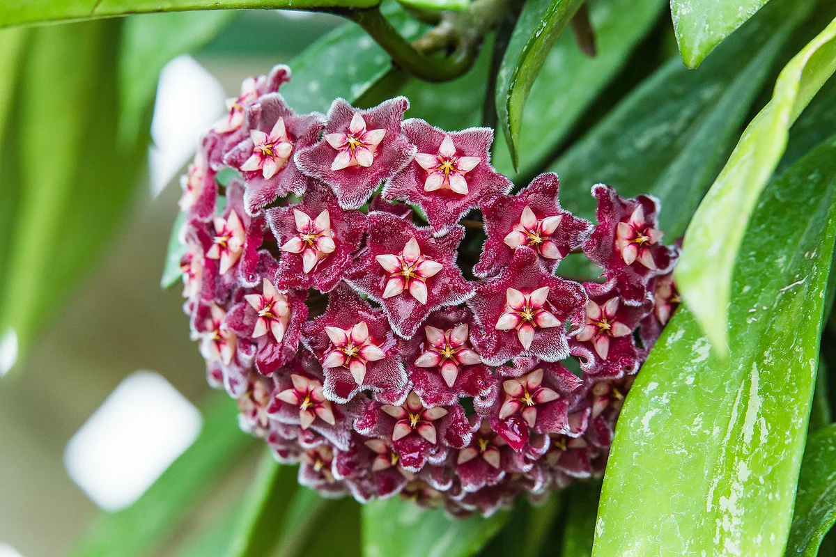 Хойя мясистая (hoya carnosa) или восковой плющ - моя хойя: дневник пользователя femida15
