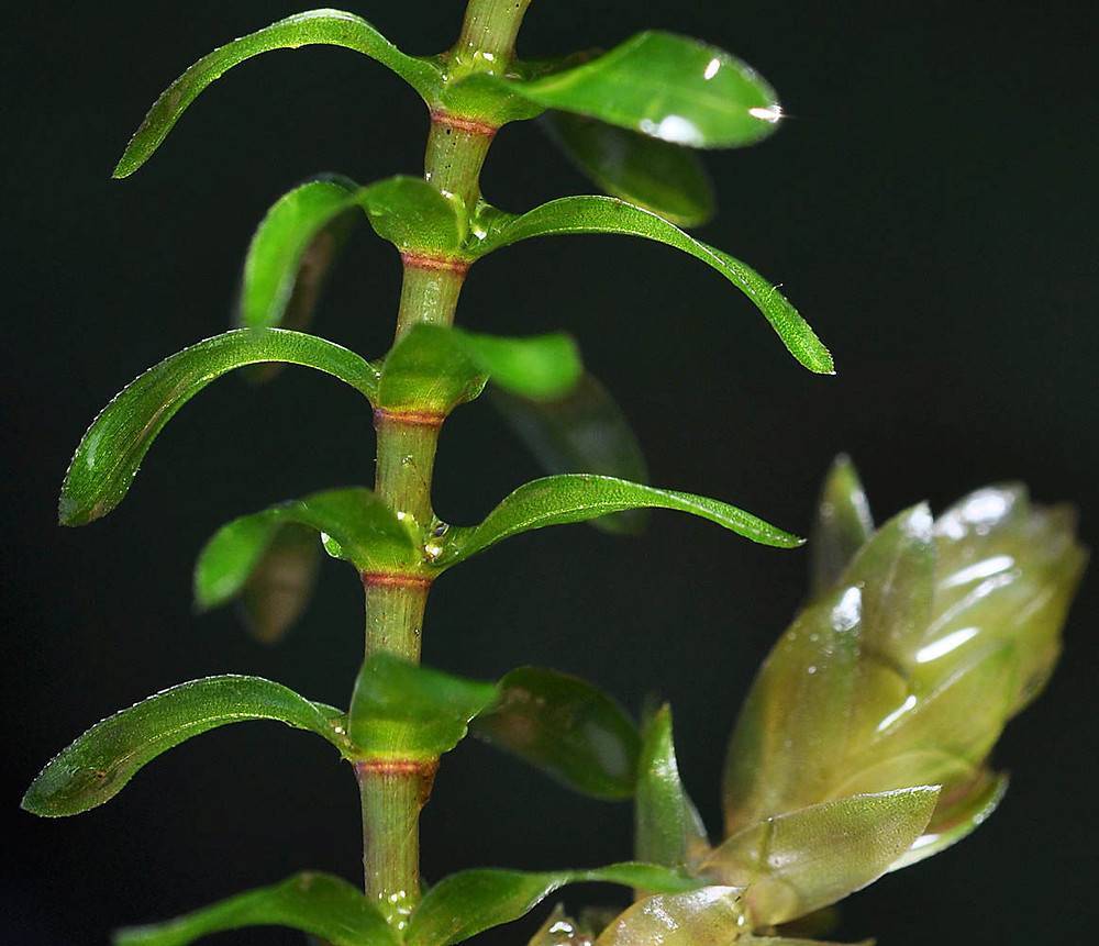 Элодея канадская или водяная чума (elodea canadensis)