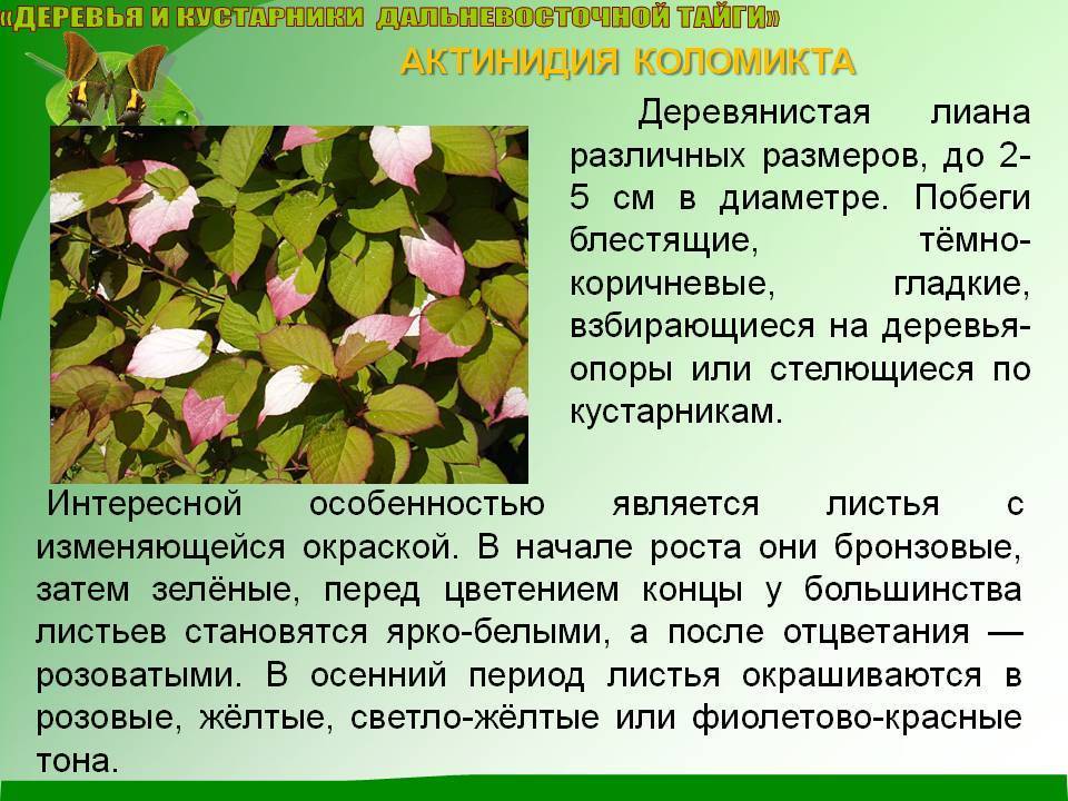 Актинидия коломикта: выращивание, описание сортов