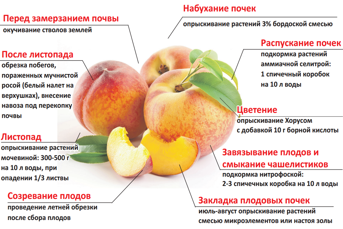 Груша нежная описание сорта | хороший урожай🍎