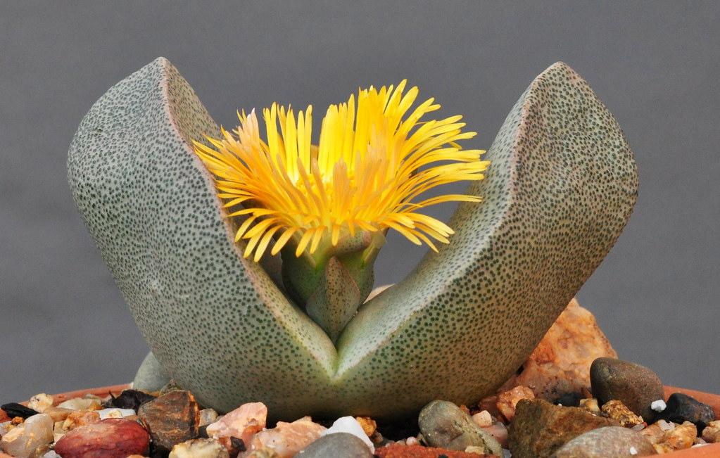 Семейство аизооновые (aizoaceae)
