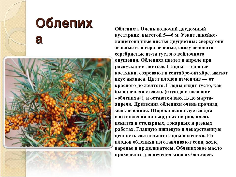 Облепиха чечек описание сорта