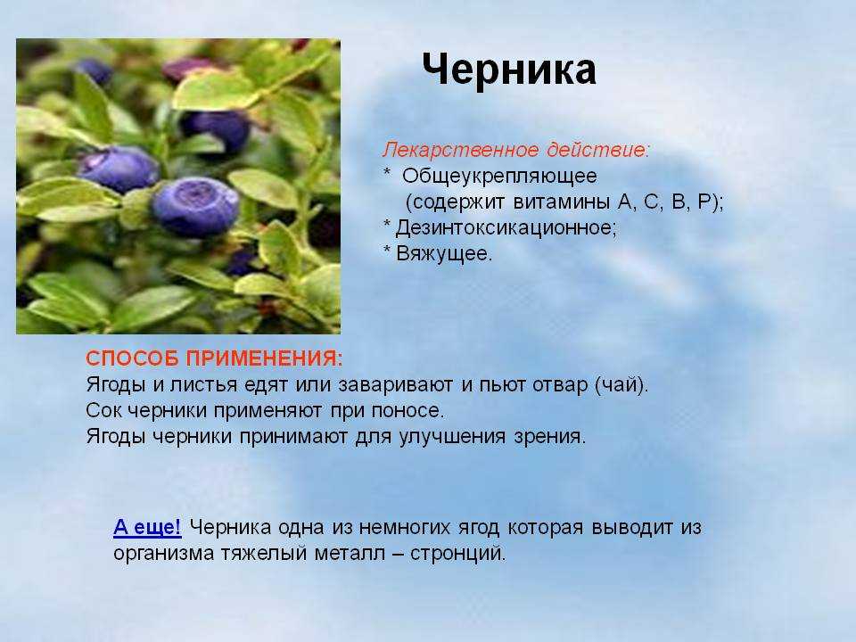 Черника садовая посадка и уход в открытом грунте выращивание черники в саду на даче