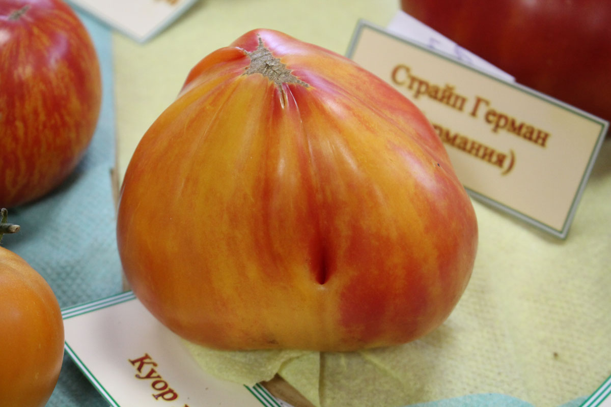 Сердце вишни быка – описание сорта, посадка и уход, опылители, фото