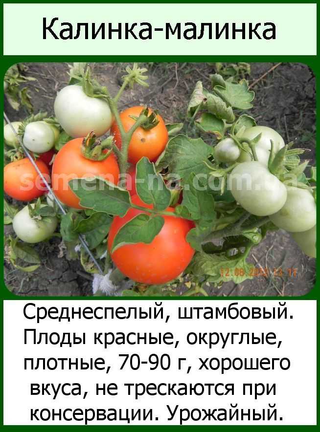 Лучшие сорта розовых томатов: самые крупные, вкусные и сладкие, урожайные, для теплицы, открытого грунта, ранние, отзывы о выращивании