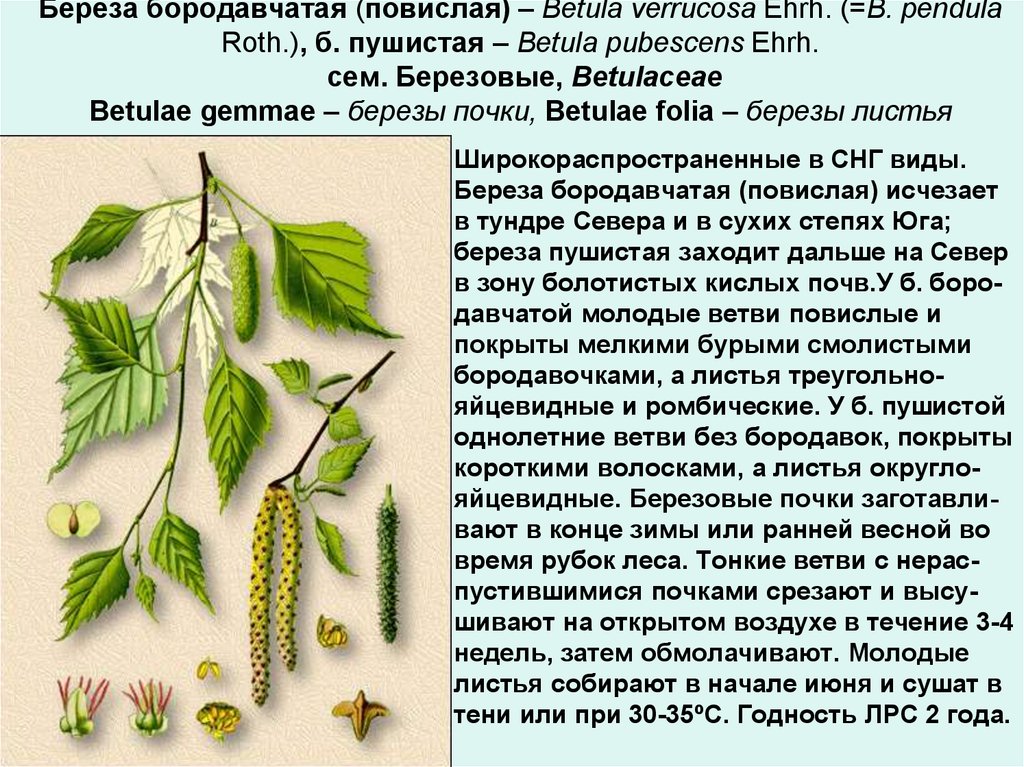Берёза повислая описание и особенности