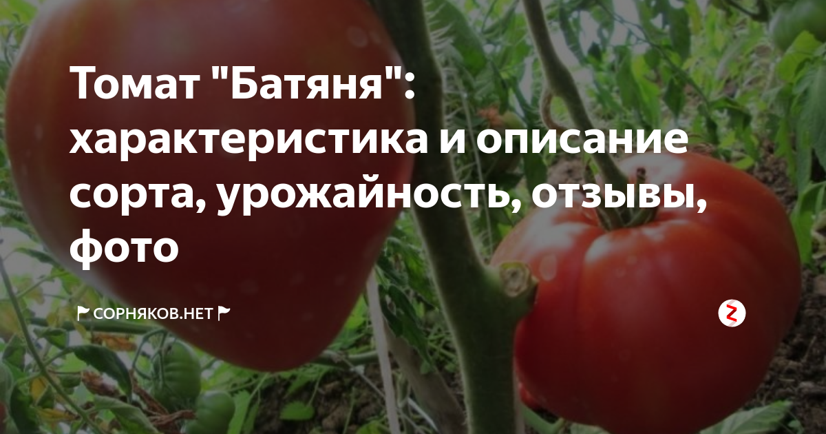 Классический сердцевидный розовый томат «батяня»: отзывы и фото полученного урожая помидоров