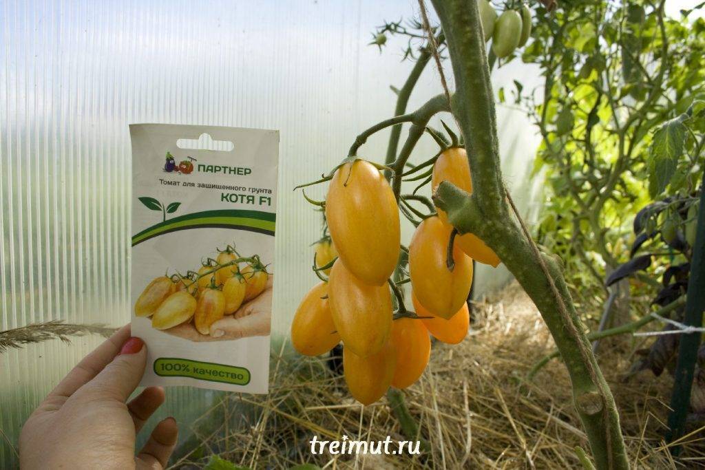 Томат "котя" фирмы партнер: описание сорта с фото и отзывы об урожайности