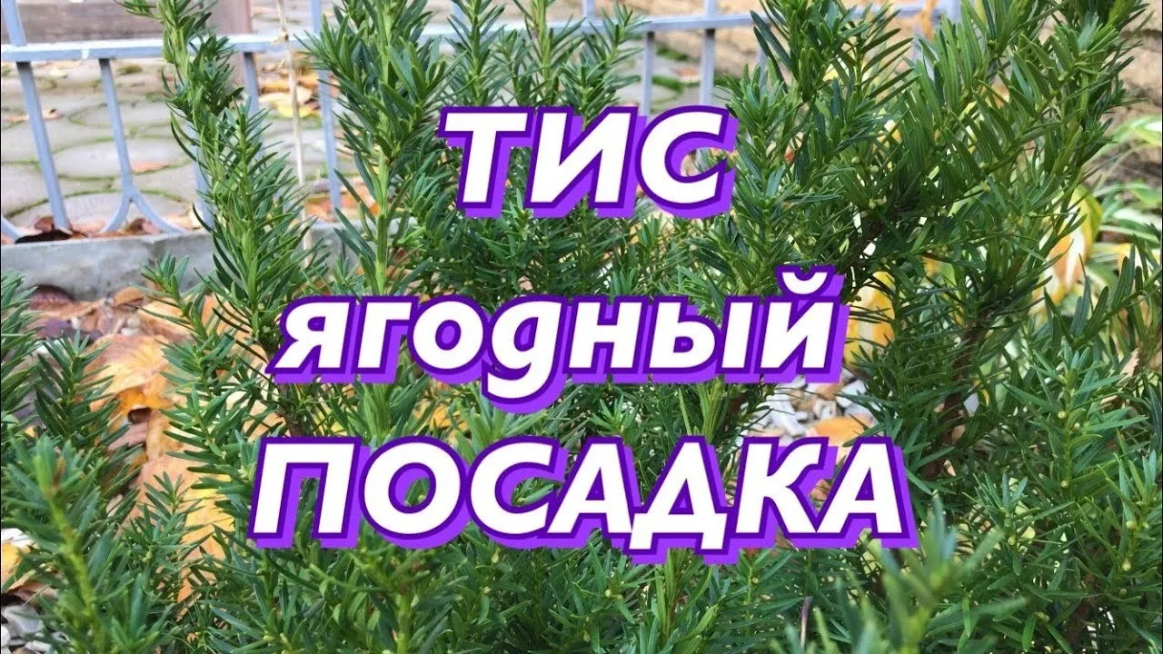 Тис канадский