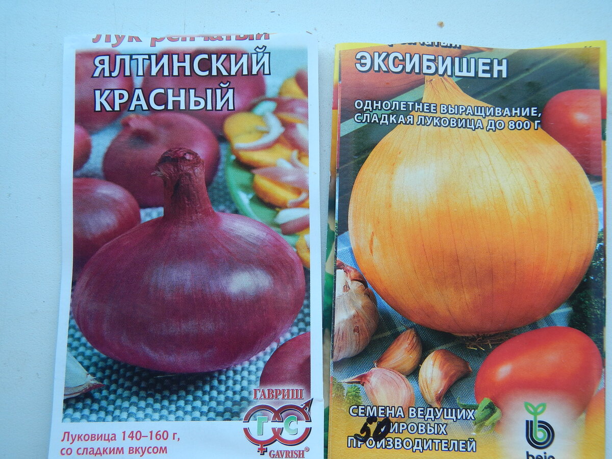 Лучшие сорта репчатого лука для россии и ее регионов