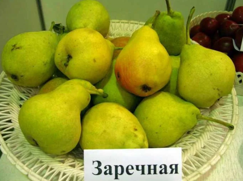 Сорт груши кавказ — ставропольская крупноплодная красавица