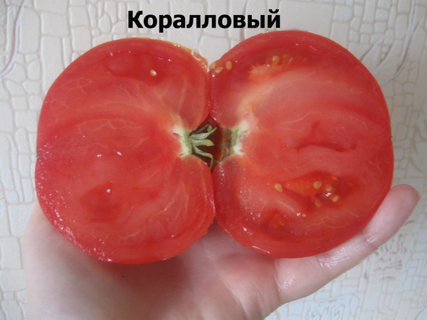 Описание раннего сорта томата коралловый риф и его выращивание