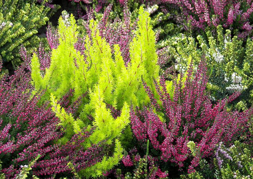 15 сортов вереска calluna vulgaris для сада — петербургский клуб дачников и любителей загородной жизни 12 соток