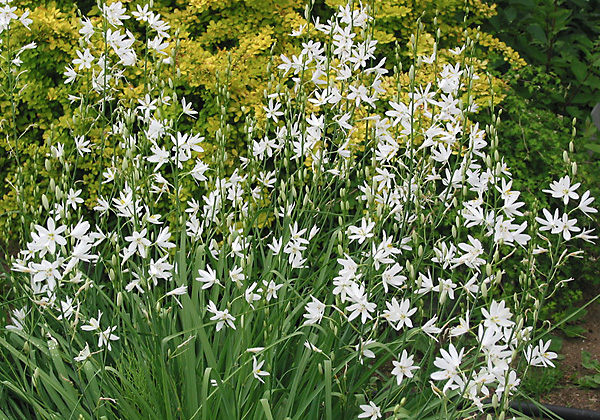 Венечник обыкновенный (anthericum liliago)