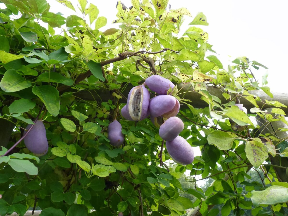 Эукодония (eucodonia) — описание, выращивание, фото