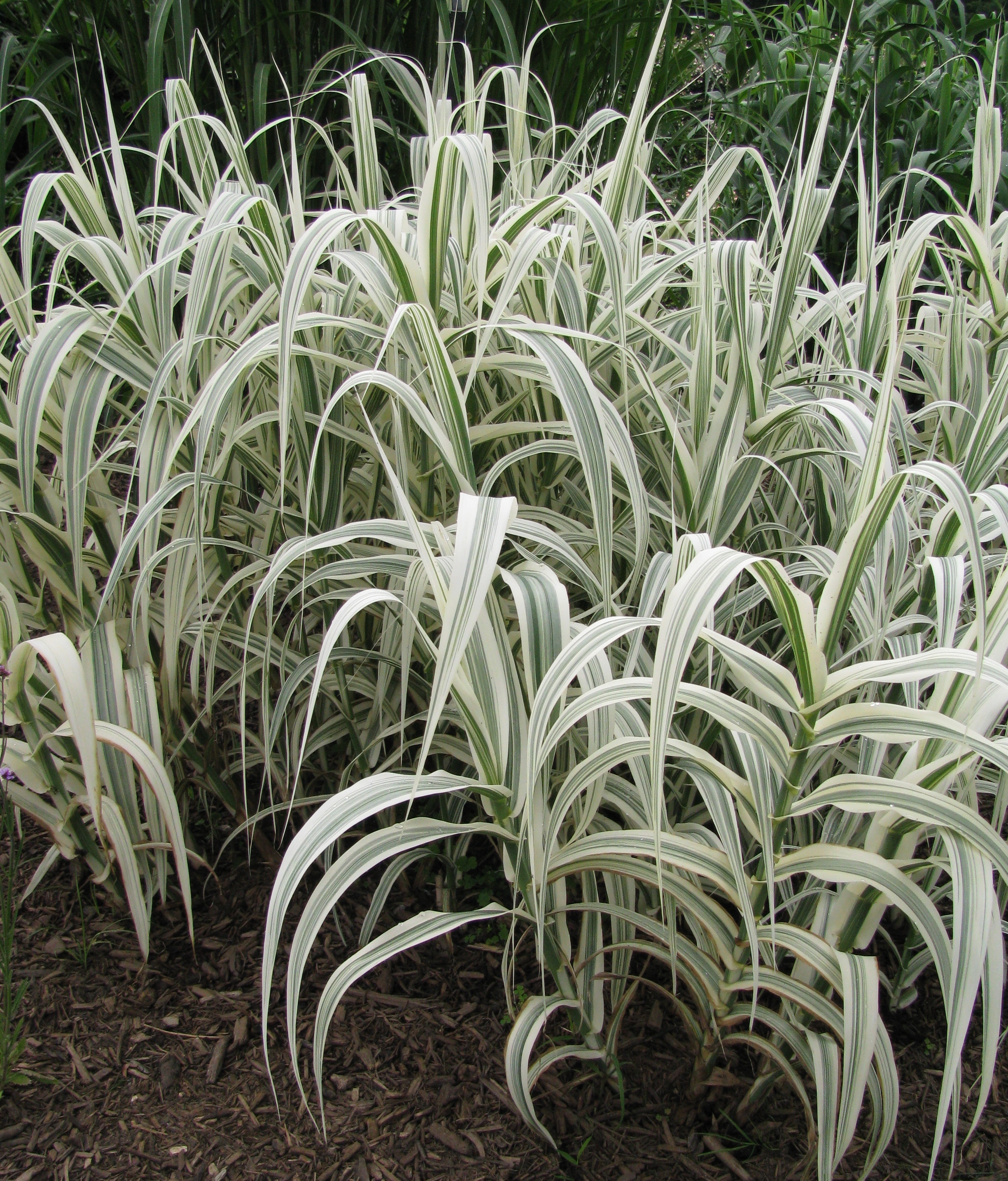 Arundo donax