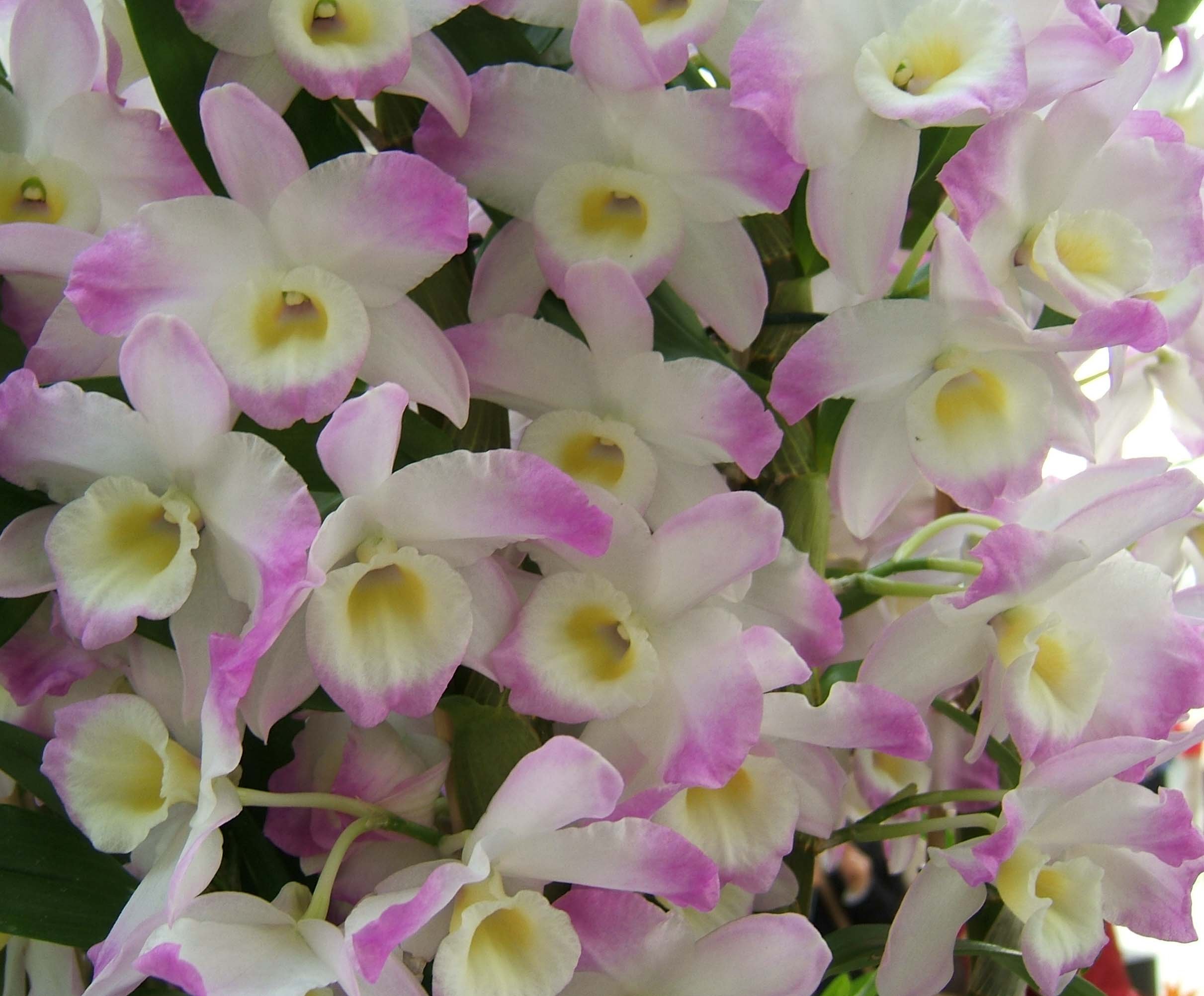 Ухаживание за дендробиумом фаленопсисом (dendrobium phalaenopsis)