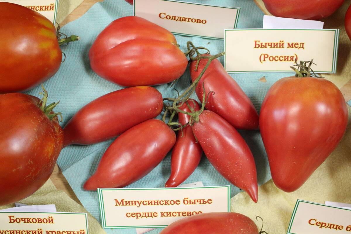 Томат минусинские стаканы: розовые, оранжевые, красные
