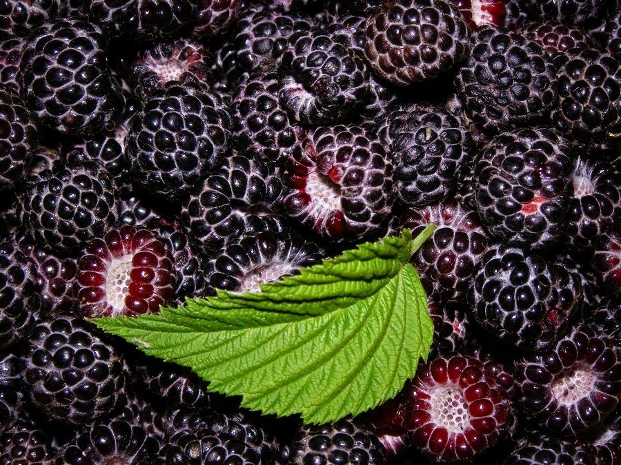 Статьи floraprice.ru