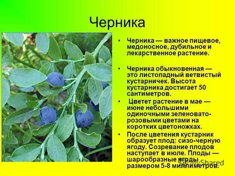 Черника узколистная - новая ягодная культура для средней полосы россии | садоводство и огородничество