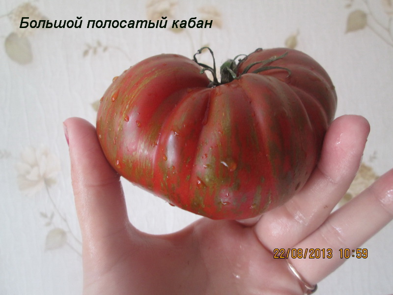 Томат большой полосатый кабан: описание сорта, характеристика, отзывы об урожайности, фото