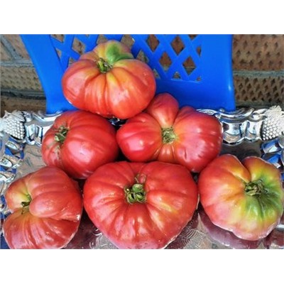 Томат океан: описание сорта, отзывы, фото, урожайность | tomatland.ru