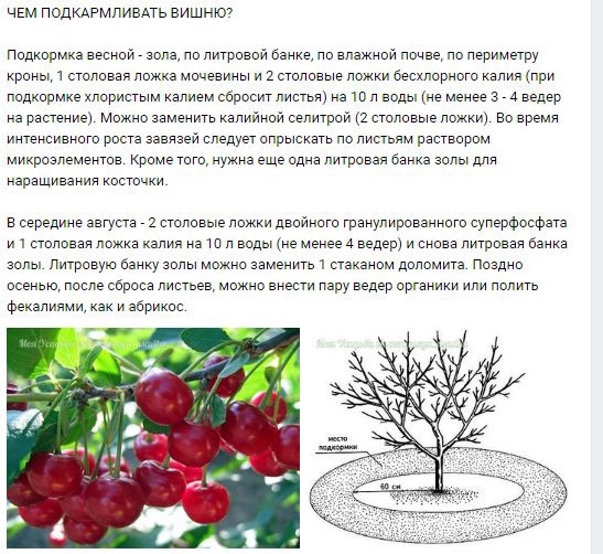 Особенности киевского раннего сорта абрикоса | топ сад
