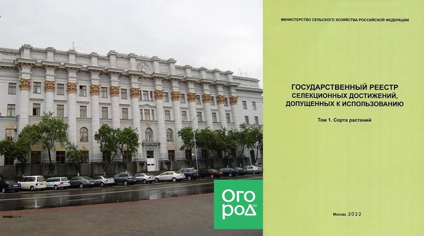 Сорта позднеспелых томатов: описания лучших и их выращивание