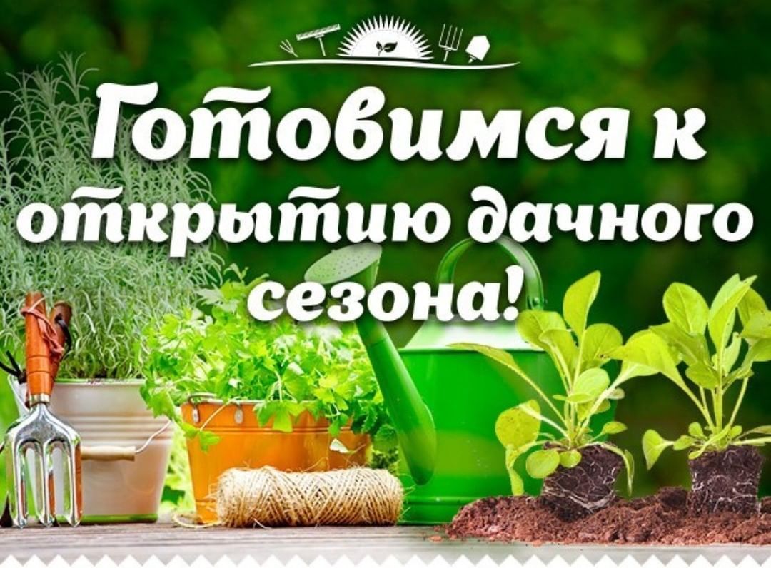 Китайский розовый: описание сорта томата, характеристики помидоров