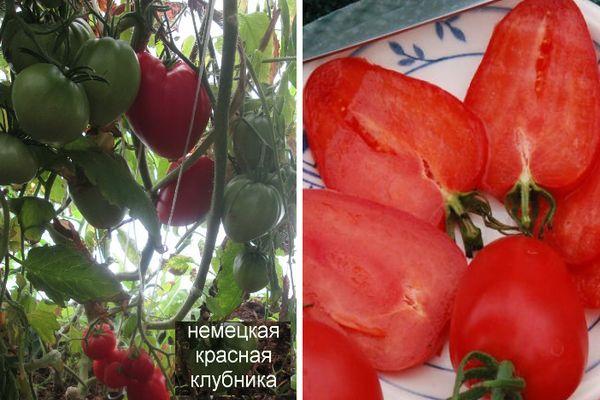 Томат немецкая красная клубника (розовая, оранжевая): отзывы огородников и их практические советы по выращиванию помидоров