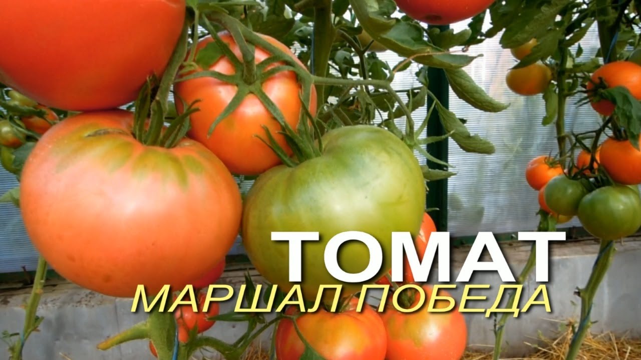 Томат маршал победа: характеристика и описание гибридного сорта с фото