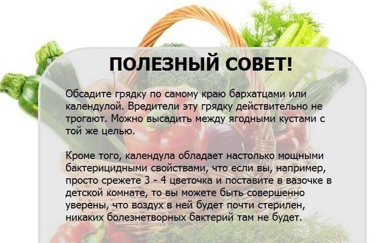 Описание сорта, отзывы, фото Среднеспелый, среднерослый сорт томата для открытого грунта и теплиц Куст высотой 0,8-1,4 метра, лист обычный