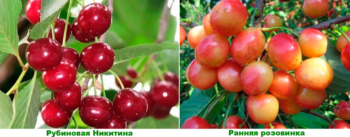 Черешня брянская розовая: отзывы, фото, описание