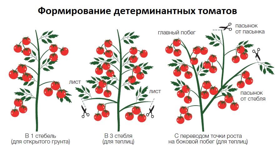 Китайские помидоры: характеристика и описание сортов, урожайность, отзывы с фото