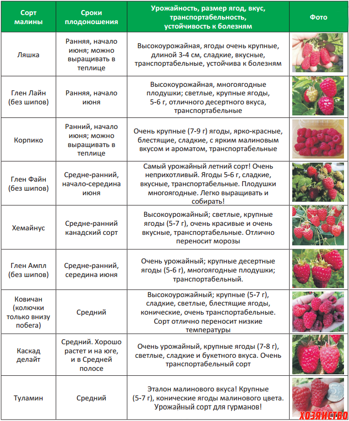 Крыжовник яровой: описание, размножение, выращивание