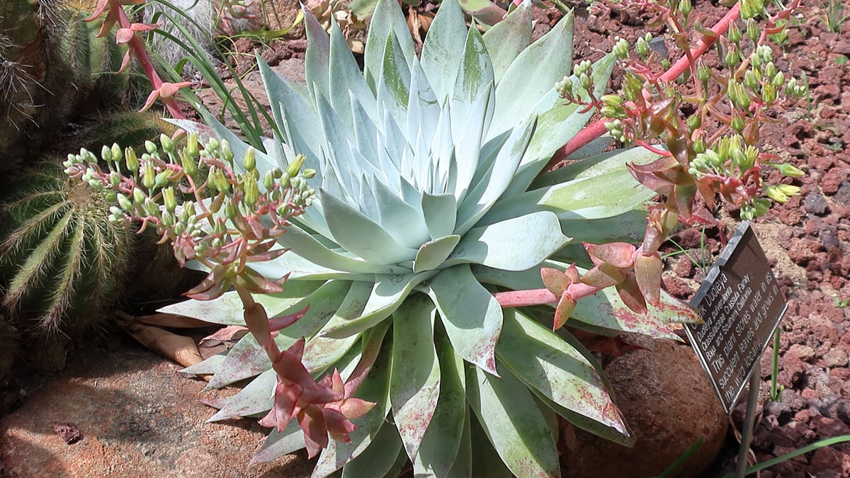 The ultimate guide to growing dudleya successfully | shuncy